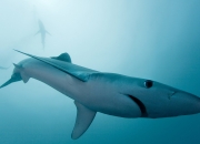 开云体育-当足球的利刃劈开篮球之夜，格纳布里的进攻万花筒