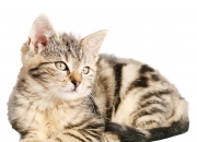 开云体育中国-绿茵风暴，蒂亚戈—攻防转换心脏，加拿大决胜局险胜厄瓜多尔