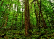 开云体育-当猛龙的獠牙刺穿长城—小贾伦·杰克逊的肆虐之夜