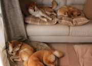 开云体育app-跨界巅峰对决，美加墨世界杯焦点战背后的数字密码与76人压制吉林队的战术镜像