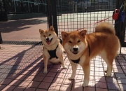 开云平台-足球融化硝烟，伊拉克带走加纳，伊布成为关键先生