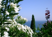 开云体育平台APP-终场前的一刀寒光，帕尔默如何刺穿阿尔及利亚的群山防线