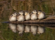 开云-塔图姆一人改写剧本！广东铁幕下，山西窒息之夜