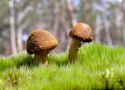 开云官网-当紫色王座遇见长城，福克斯在东方古都的关键时刻