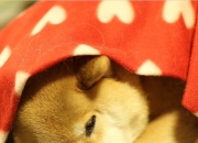 开云体育中国-新王降临！班凯罗教科书式表演率新疆力克爵士