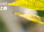 开云体育入口-加维封神夜！里昂2-1国际米兰夺队史首冠，诺坎普见证奇迹