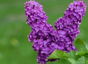 开云sport-平行宇宙的篮球狂欢，骑士与辽宁的地球德比引发跨界风暴