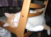 开云下载-两种冠军，个人英雄主义与系统进化的对话