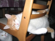 开云下载-两种冠军，个人英雄主义与系统进化的对话