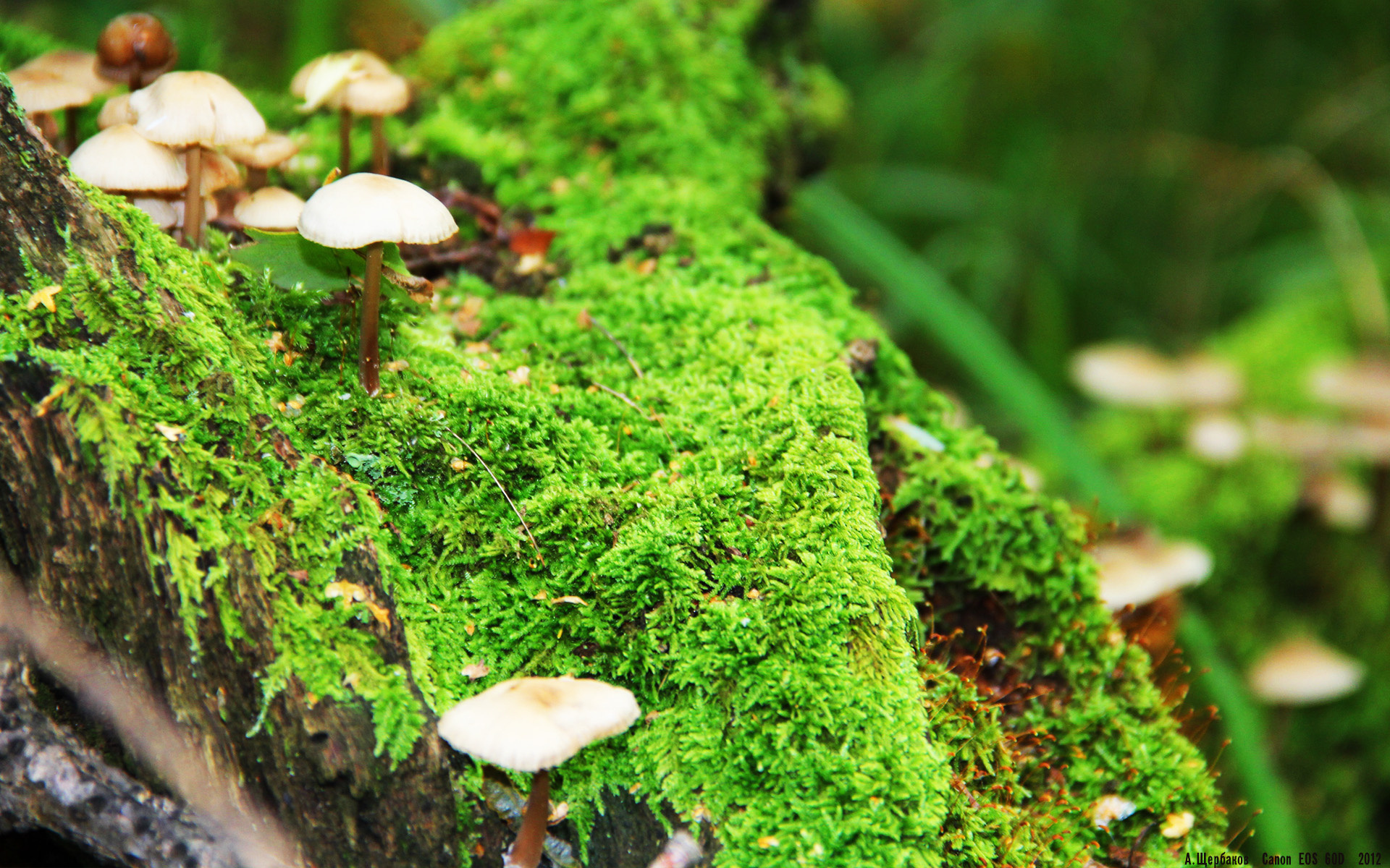 个人能力的璀璨星辰与团队胜利的磅礴浪潮，基米希与几内亚的双重奏