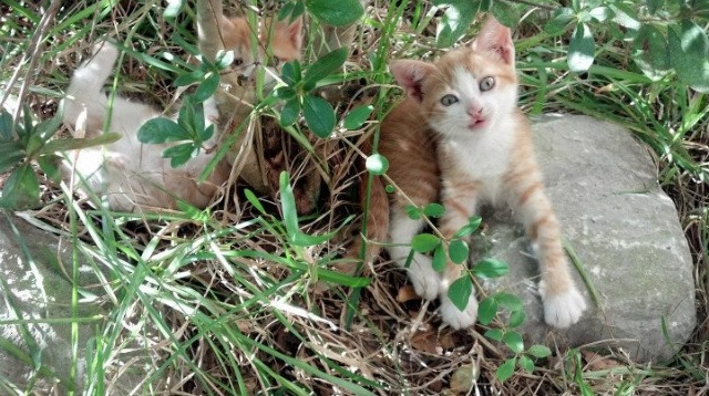 极速白刃战，拉文如何将F1年度争冠之夜刻入血性印记