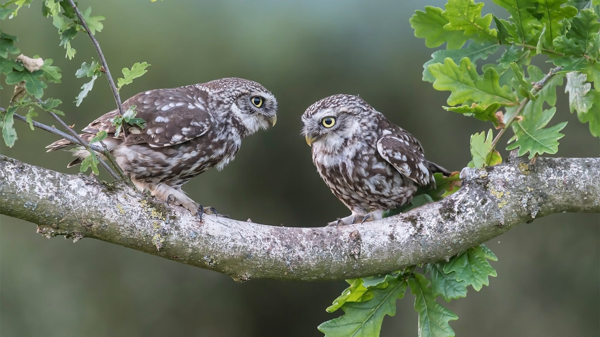 铁血军团遭遇顽强抵抗，挪威神童一剑封喉—厄德高踏平洪都拉斯成唯一胜负手