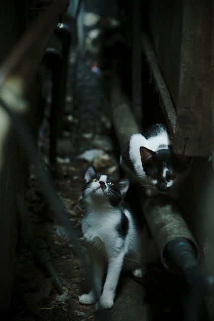 当梅西的传说照进NBA西决战场,一粒足球的跨界绝杀