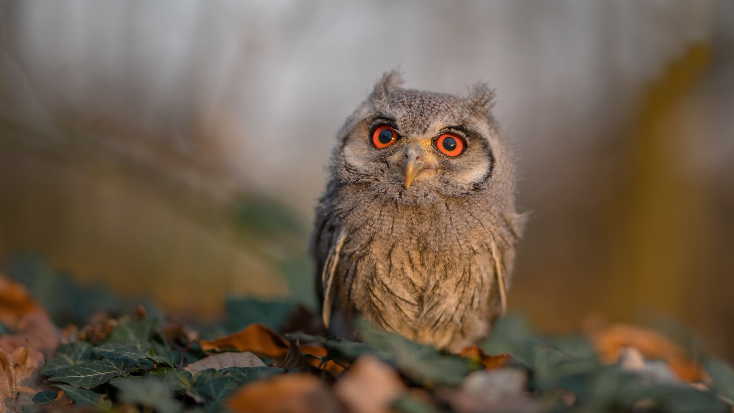 友谊赛幻影之矛,加克波光芒刺破迷雾,映照荷兰队未来之路