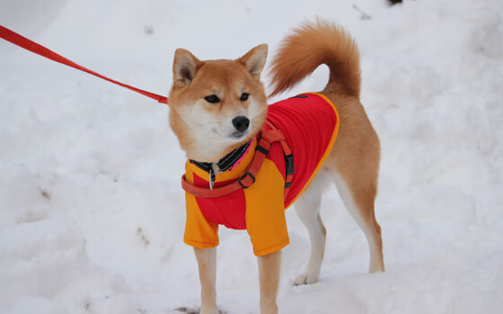暗夜独舞，小贾伦的无声处惊雷