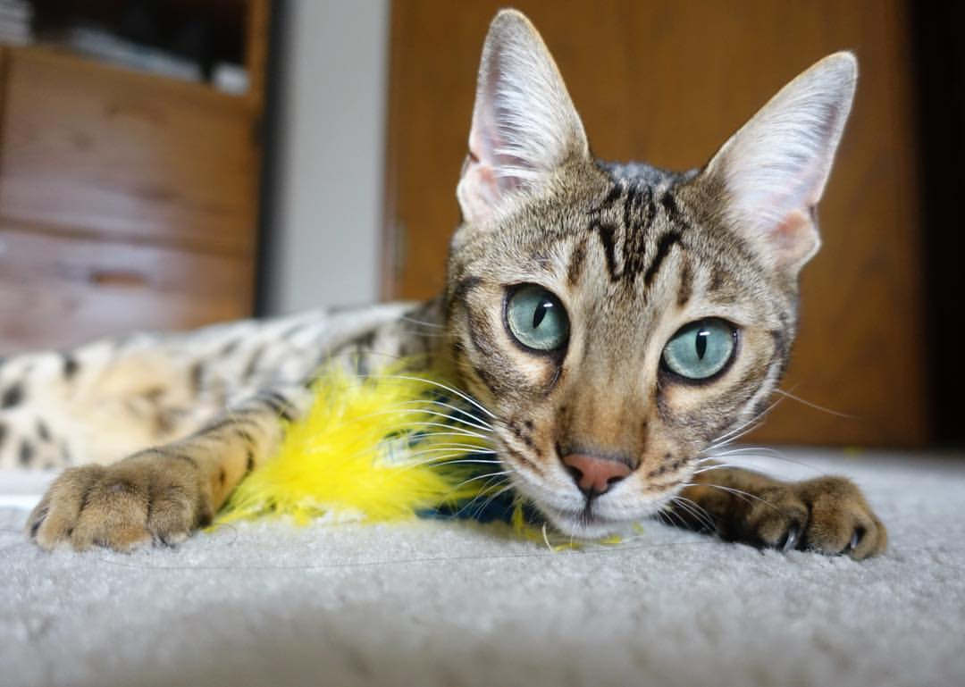 字母哥撕裂防线+骑士铁骑奔袭，当个人英雄主义遇上团队胜利方程式