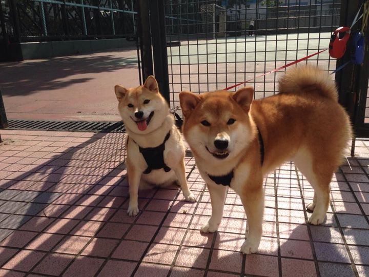 足球融化硝烟,伊拉克带走加纳,伊布成为关键先生