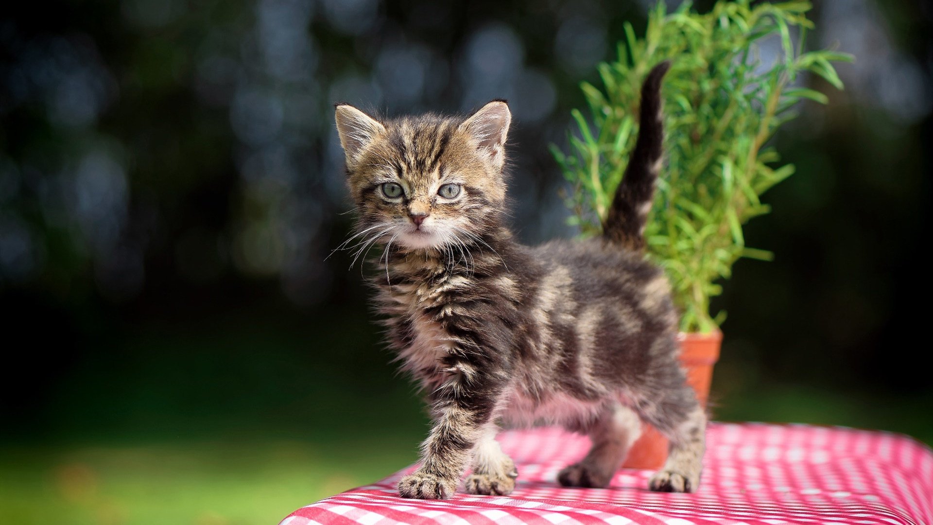 步行者鏖战开拓者背后，武切维奇如何成为隐藏算法的关键先生？