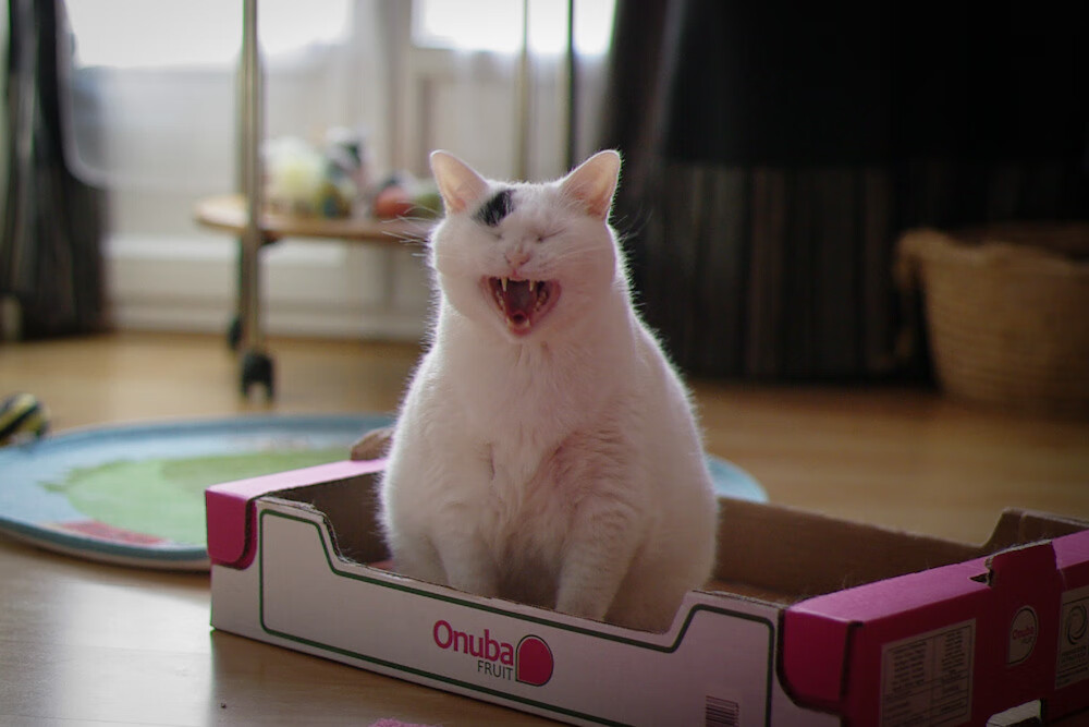 非洲之矛刺穿太极虎,巴雷拉奥运前哨战上演绝命接管