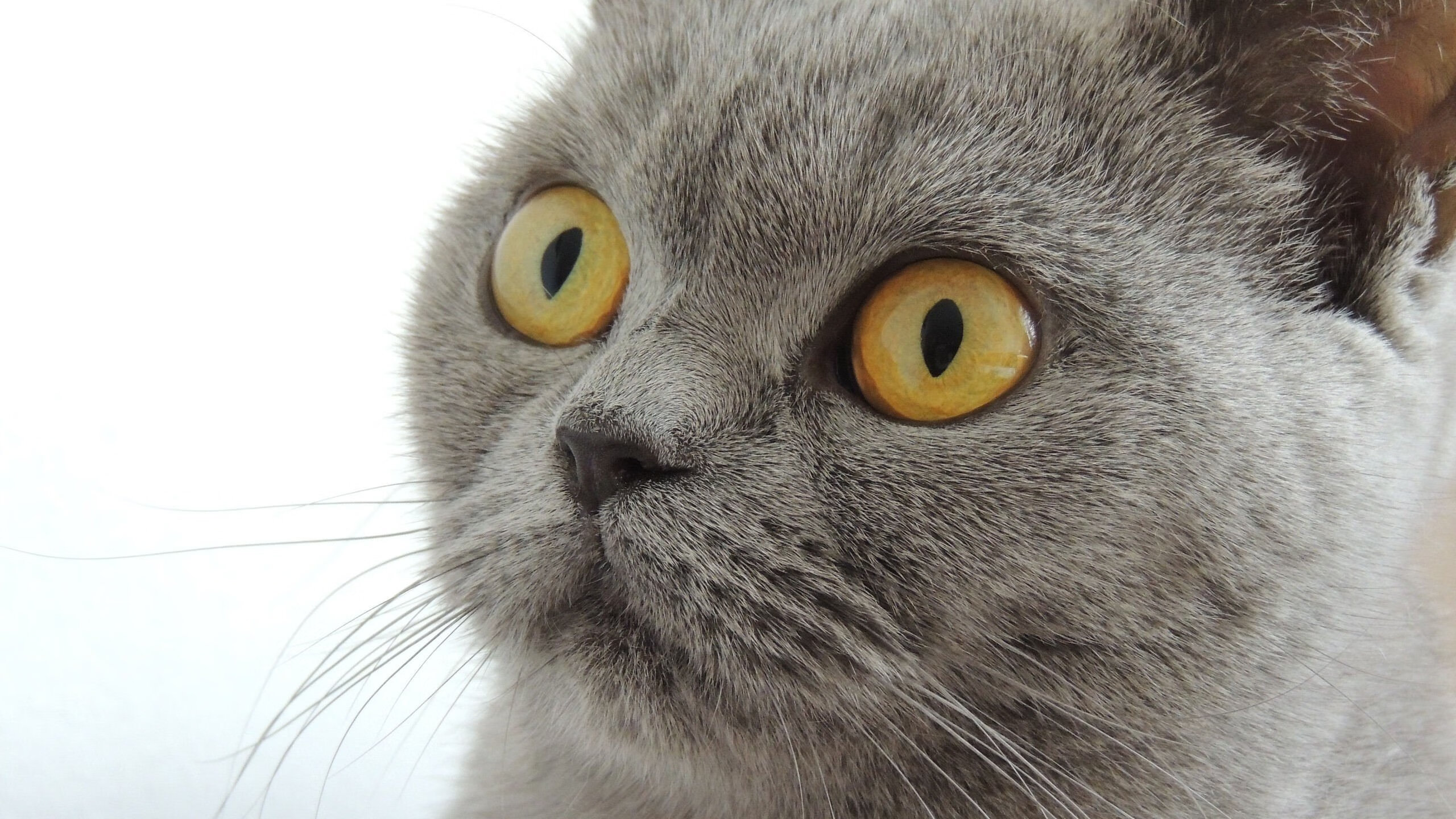 双星闪耀友谊赛周，亚特兰大轻取南非，维尼修斯主宰世纪对决