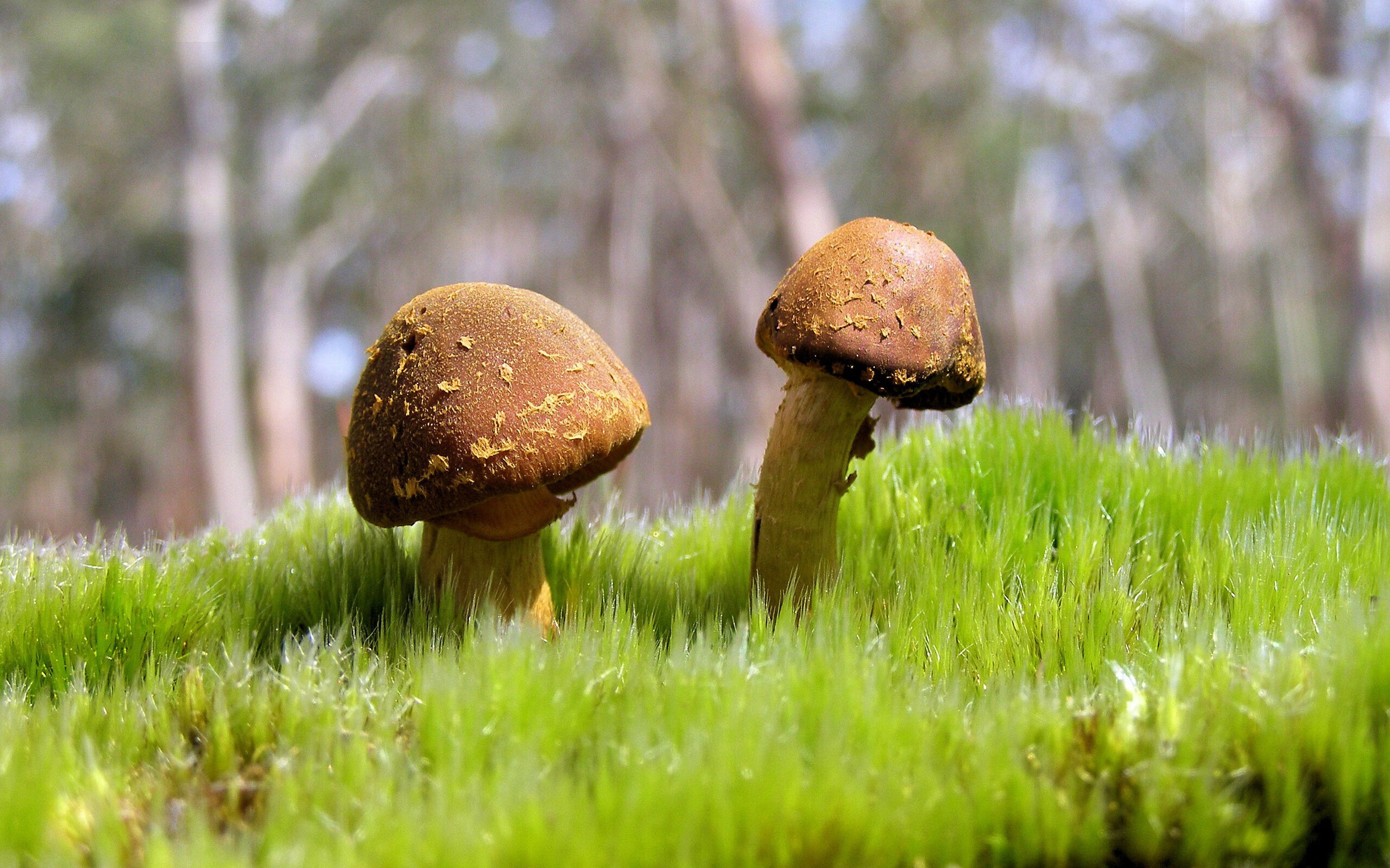 当紫色王座遇见长城,福克斯在东方古都的关键时刻