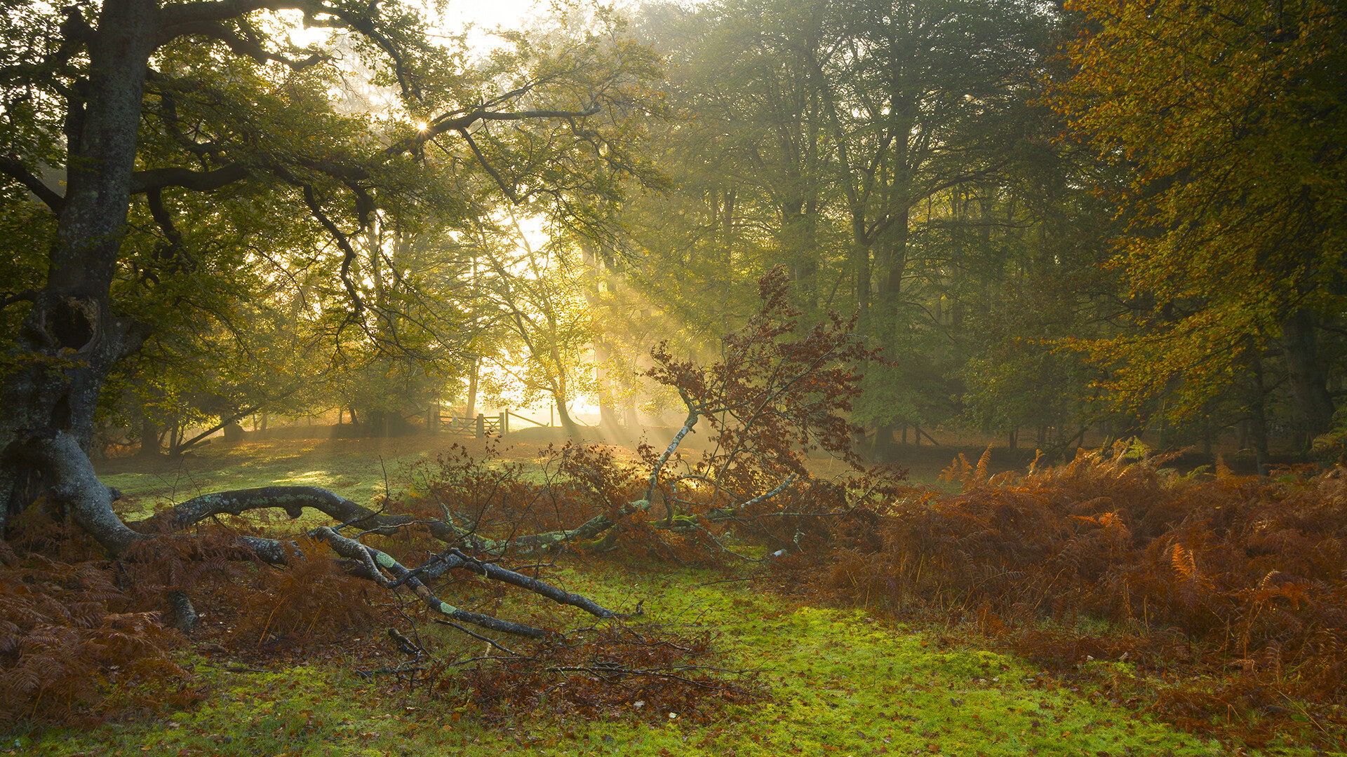 速度的对决，从F1的轰鸣到NBA的奔跑—新赛季的启示