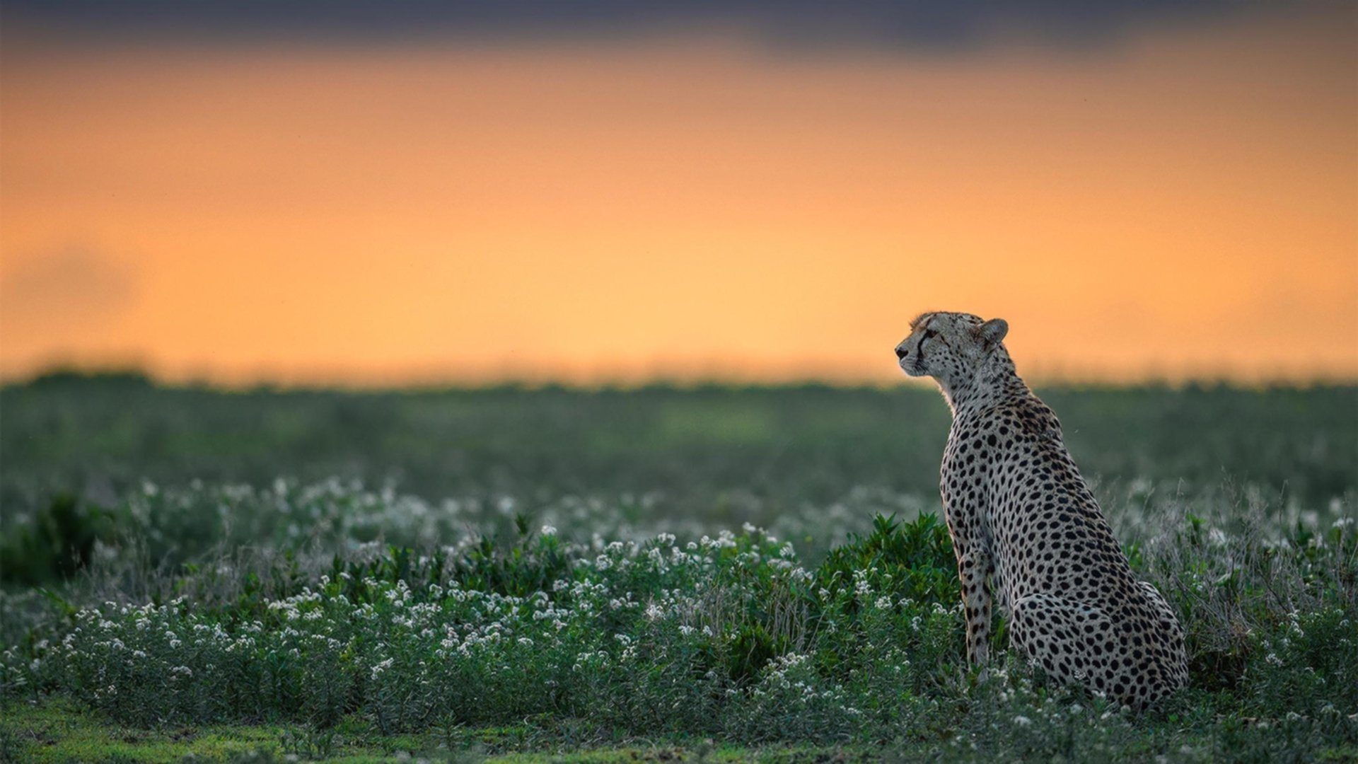 失控与掌控,足球的暴烈平衡术