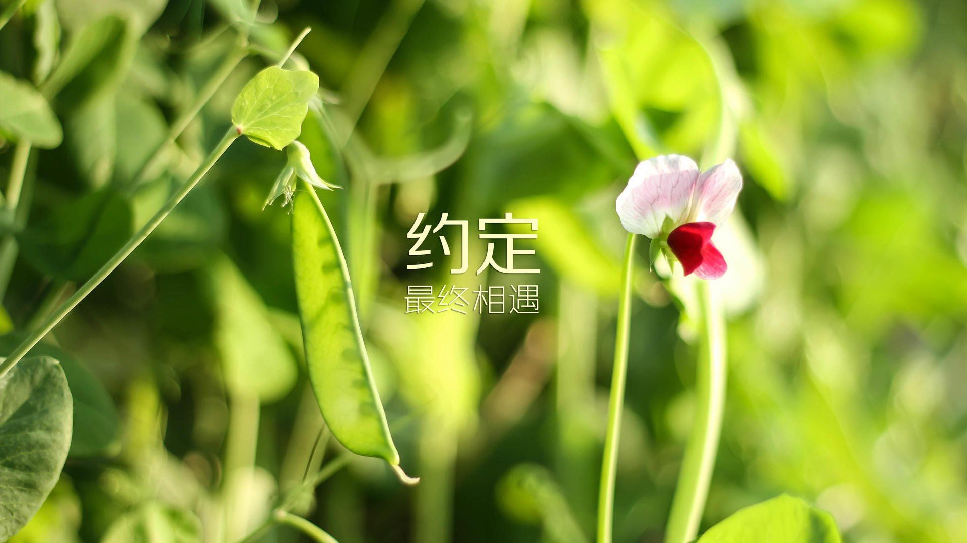 布罗佐维奇的致命一击,2026世界杯E组生死战,瑞士绝境中险胜智利,进攻端全面爆发改写小组格局